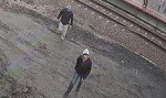 Dwaj chuligani pobili kierownika pociągu 
