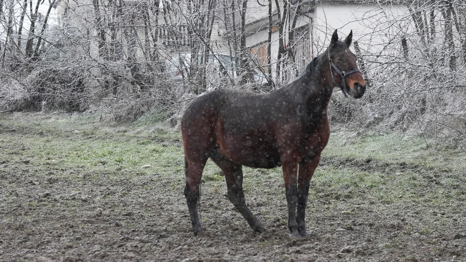 Tri prekrasna konja galopirala u Čačku