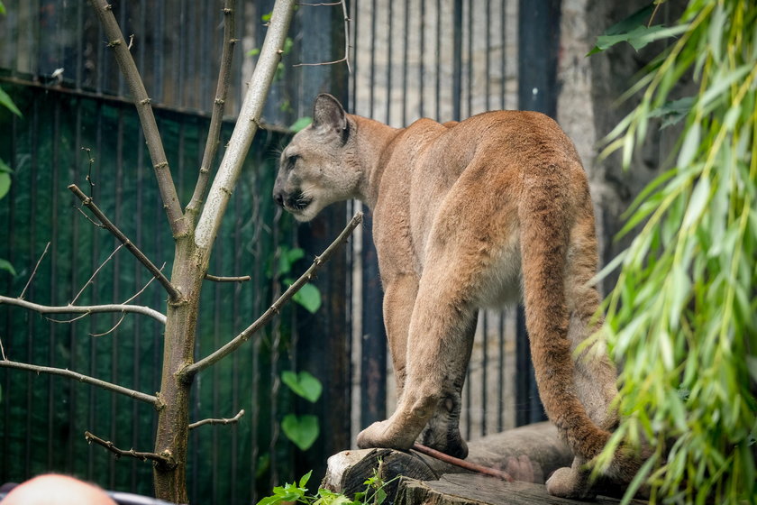 Tłumy w zoo