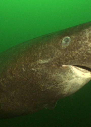Majdnem 400 éves a legöregebb cápa, amit tudósok vizsgáltak - Noizz