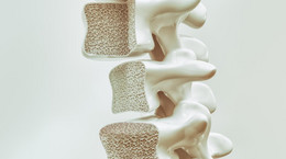 Układ kostny człowieka - rodzaje kości, budowa, funkcje, schorzenia