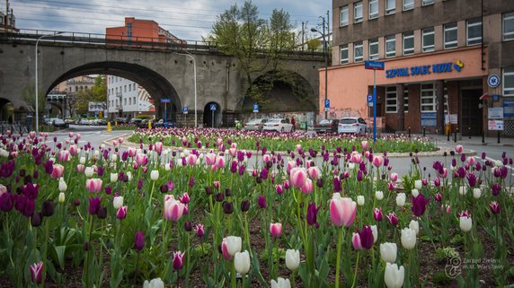 Warszawa: w ciągu dwóch lat posadzono blisko milion tulipanów. Teraz kwitną