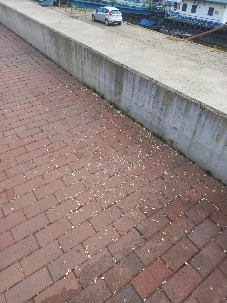 Ostaci semenki na podu