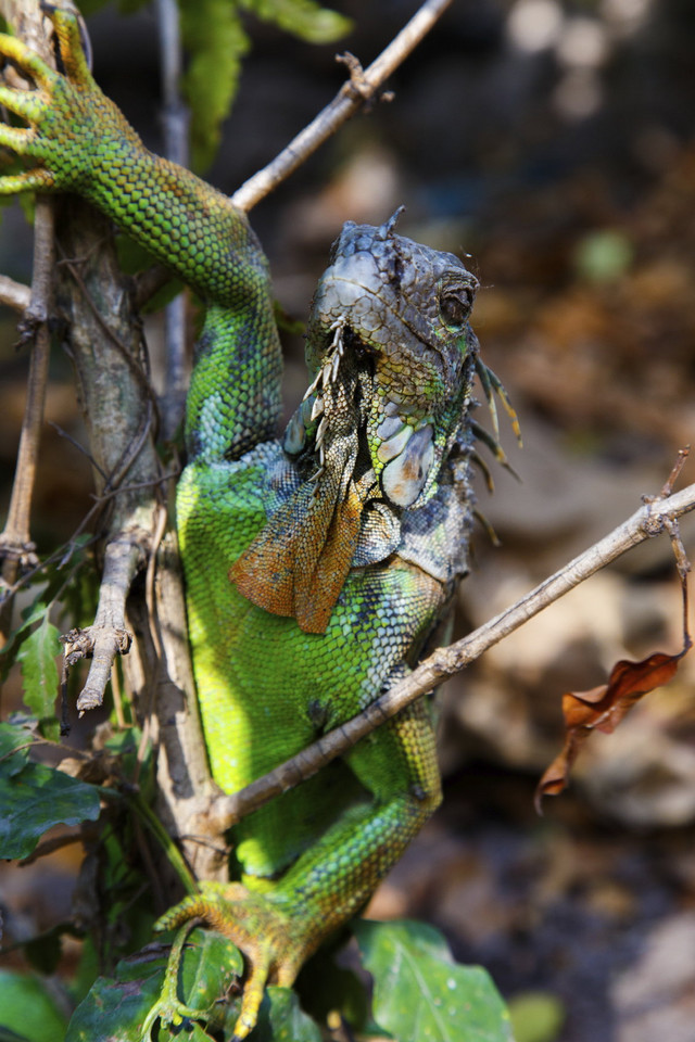 Iguana z Ometepe