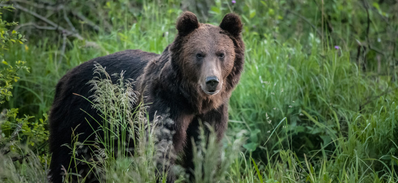 Niebezpieczne zwierzę grasuje na Podlasiu