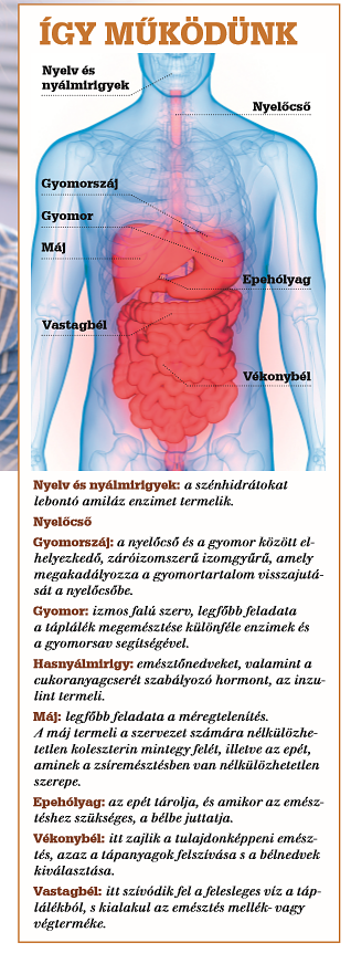 A diabétesz szövődményei: a gasztroparézis