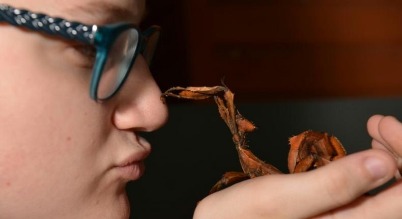 Olivia Fitzer holds a stick insect at a pet store in Sydney