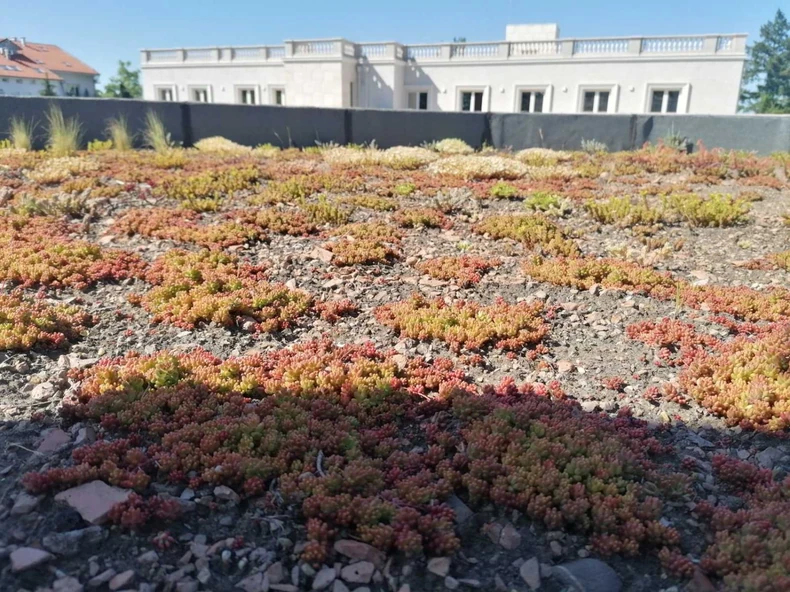 ekstenzivni zeleni krovovi