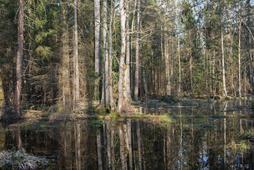 Puszcza Białowieska