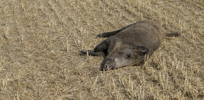 Dzik zarażony z ASF na zachodzie Polski!