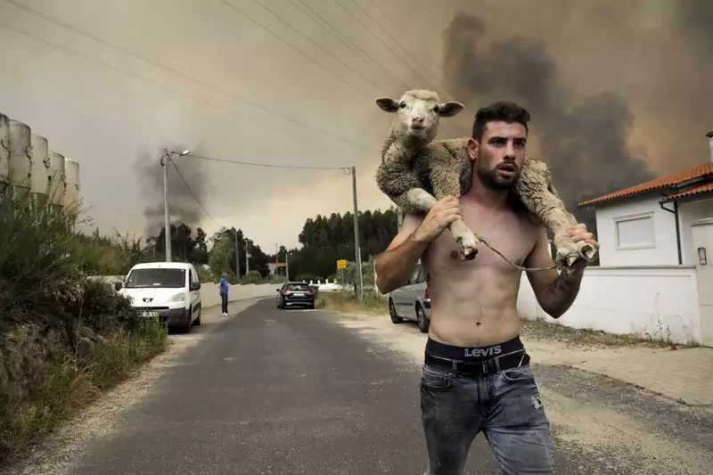 Joao Paulo Ruivo ratujący owieczkę przed pożarem został uznany za bohatera