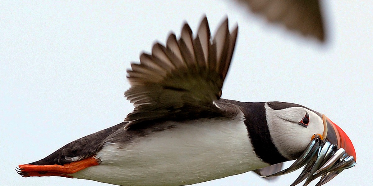 Puffins carry sand eels for their young as they fly above the Farne Islands off the Northumberland coast, northern England, July 8, 2013.