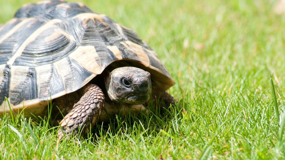 Do Stołecznego Zarządu Rozbudowy Miasta zgłosiły się cztery firmy, które chcą wybudować w miejskim zoo oczko wodne, które posłuży do reintrodukcji żółwia błotnego. Na Mazowszu w stanie wolnym żyje tylko ok. 100 przedstawicieli tego zagrożonego wyginięciem gatunku.