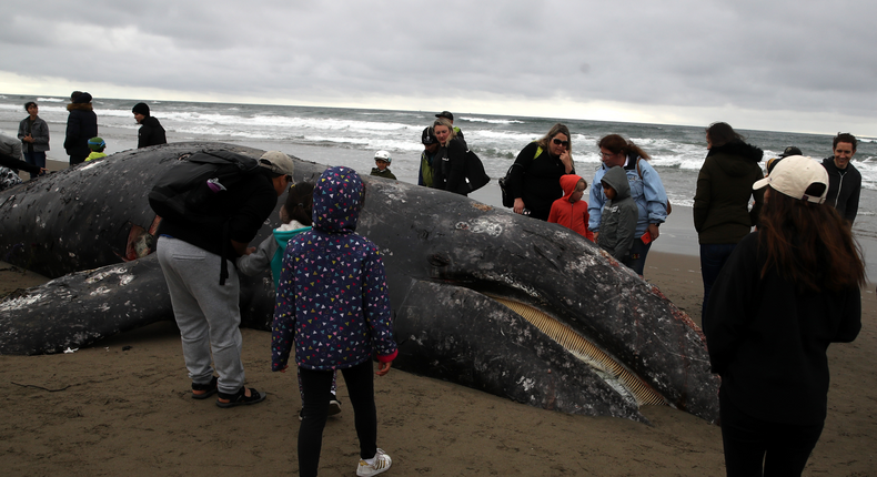 gray whale stranding