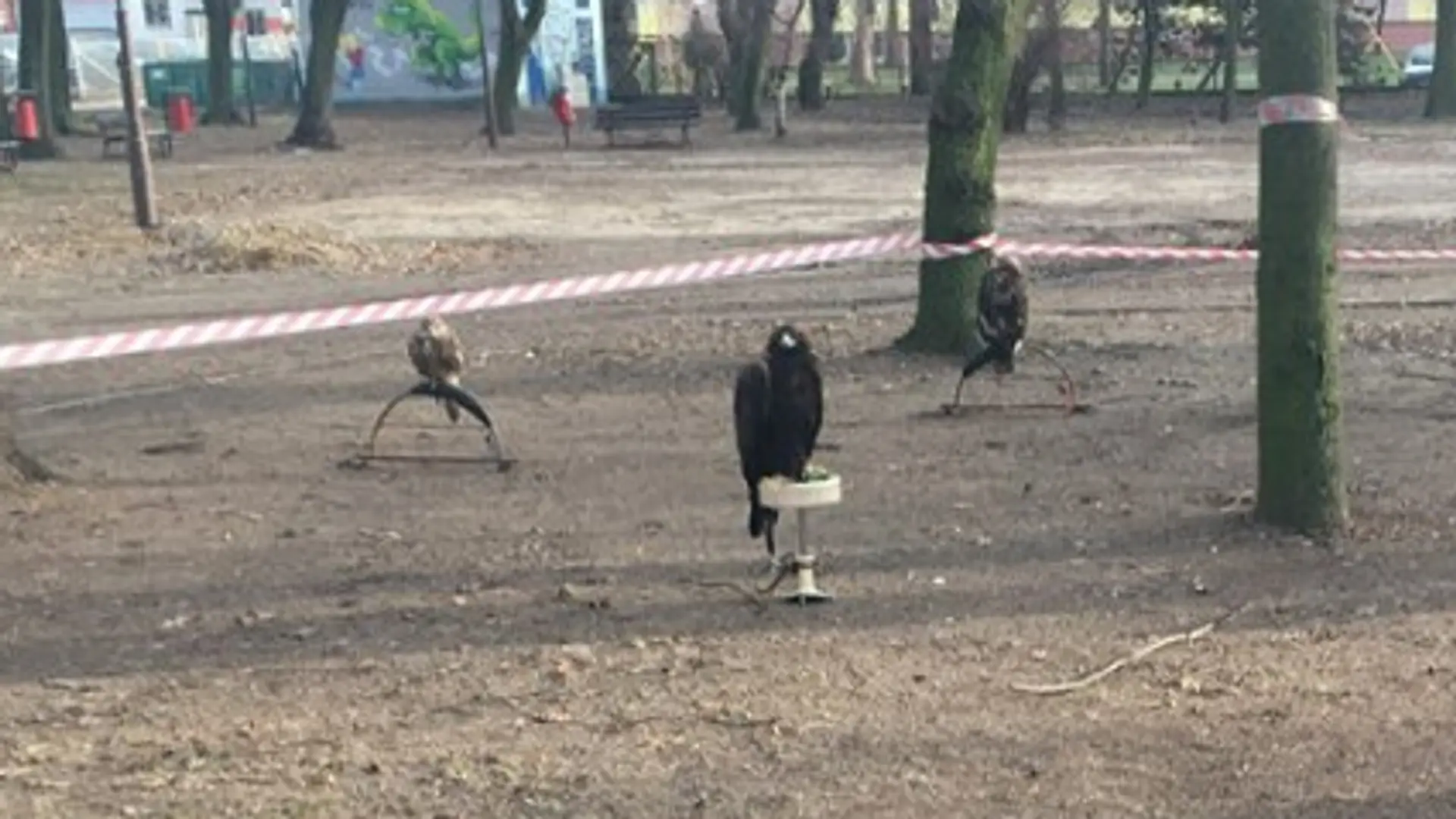 Drapieżne ptaki przywiązane linkami w Świętojańskim Parku. Mieszkańcy zszokowani