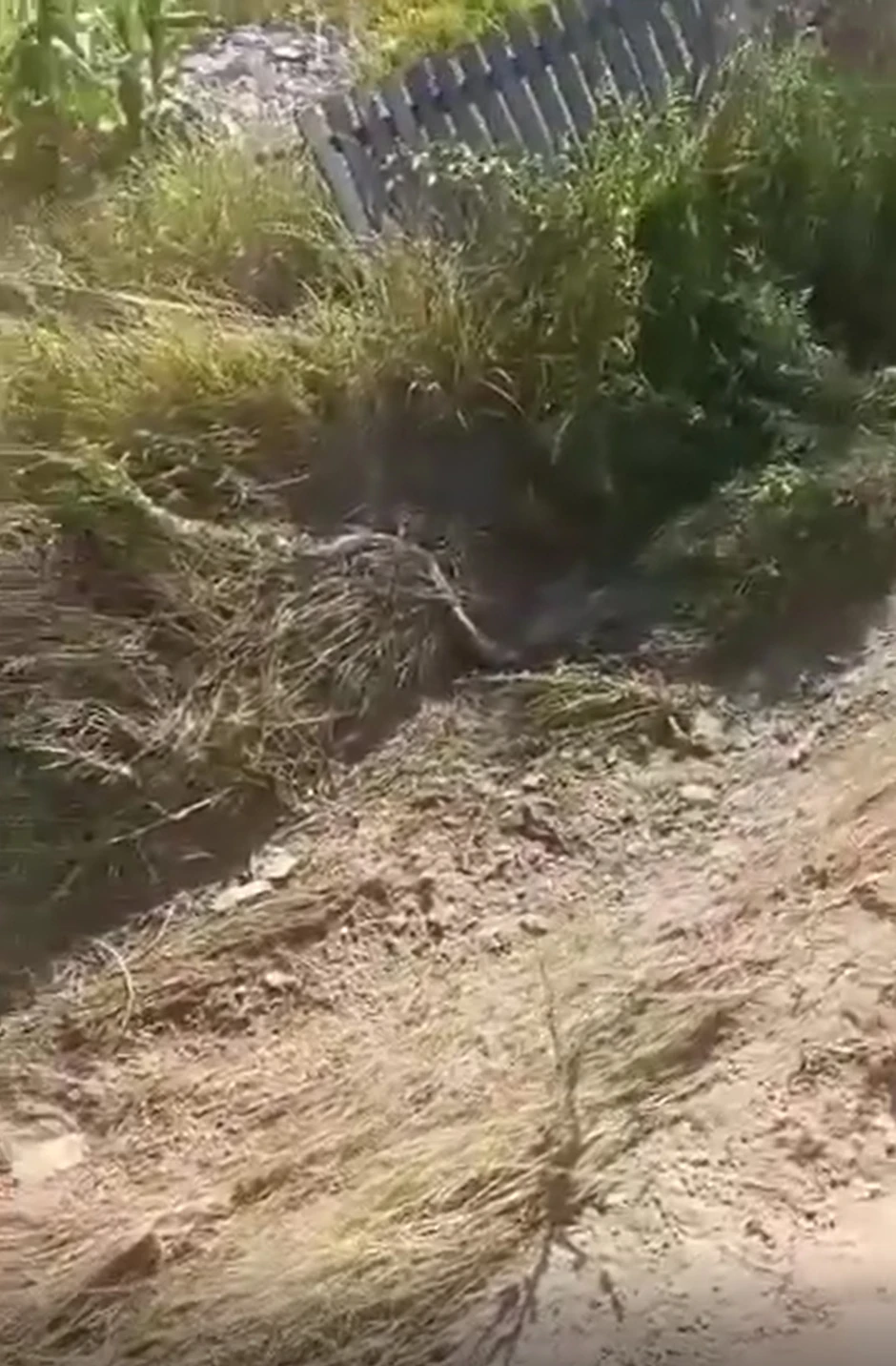 Ceroviti potok, Mali Crljani, autobus sletio s puta