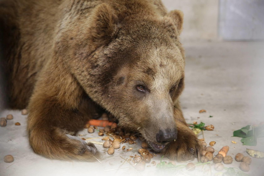 Baloo potrzebuje leczenia i spokoju