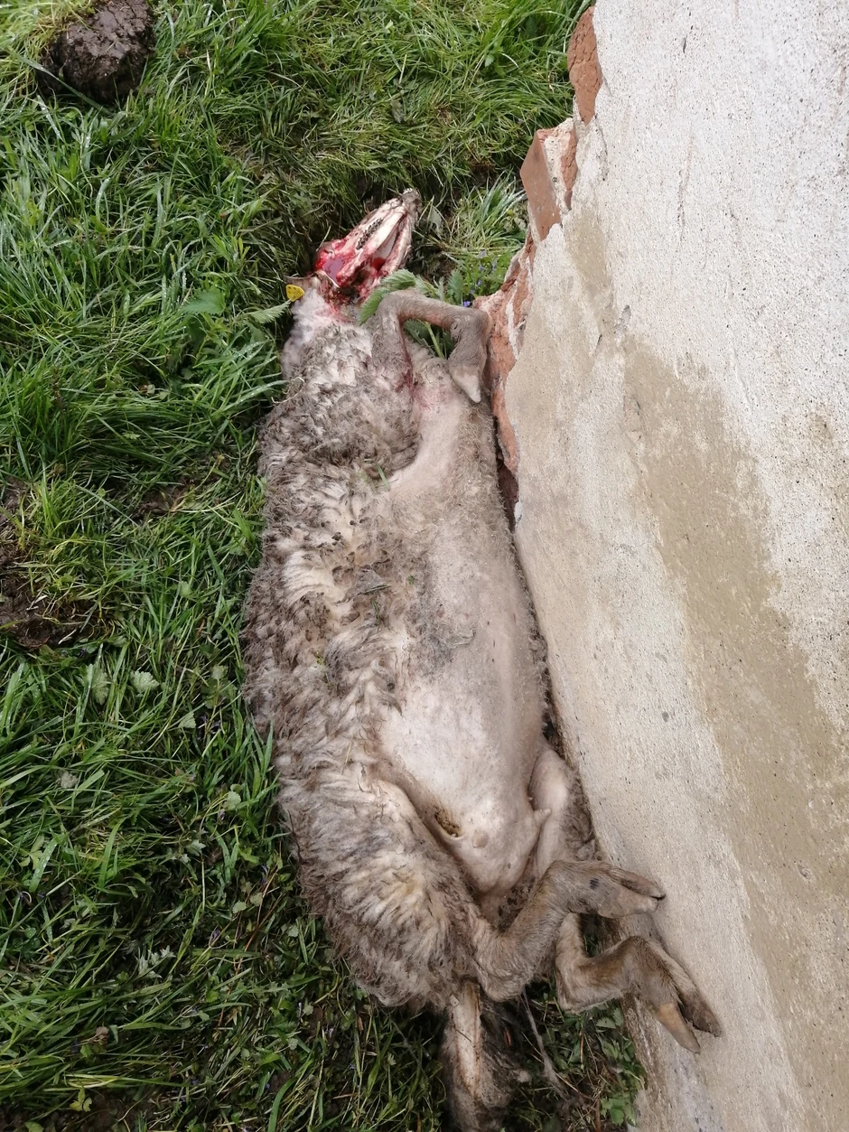 Po imanju ležalo je čak 10 mrtvih ovaca