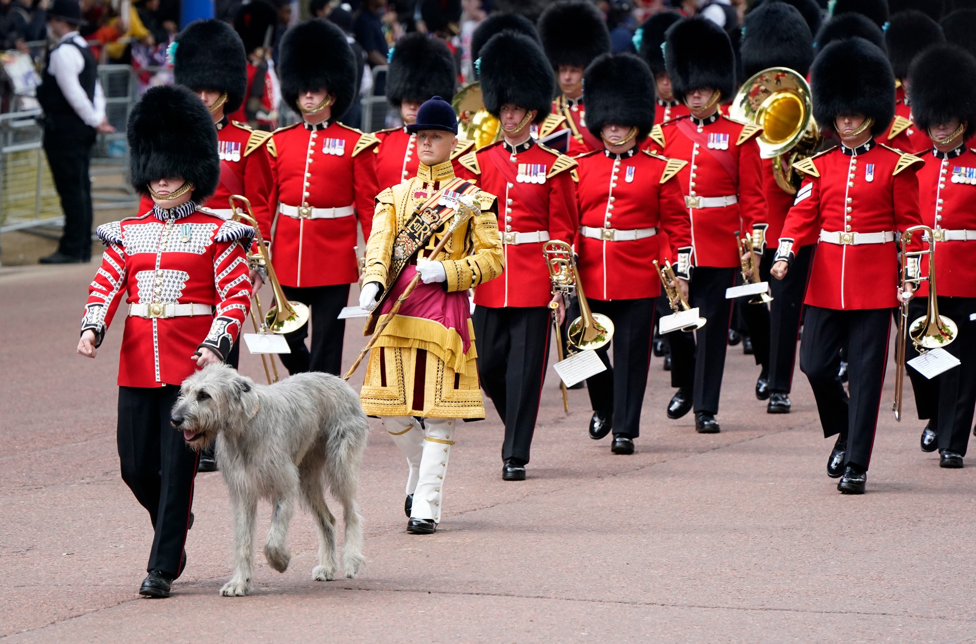 Írsky vlkodav vedie príslušníkov gardy, ktorí pochodujú pred začiatkom slávnostného vojenského sprievodu (Trooping the Color).
