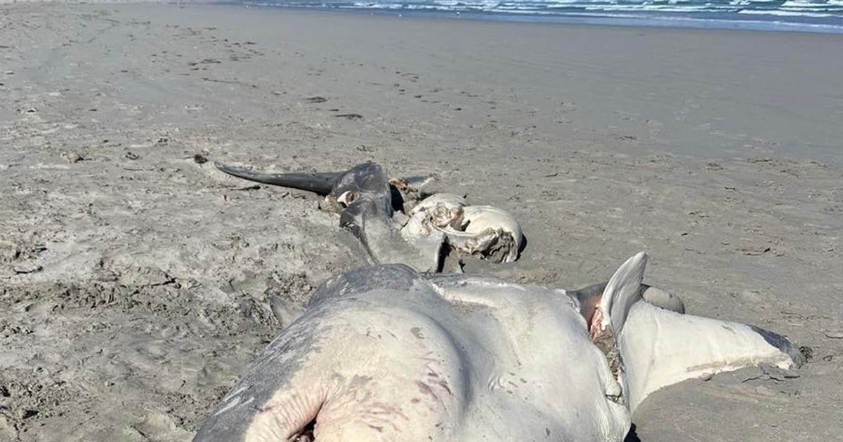 An orca likely 'slurped out' the liver of a half-eaten great white