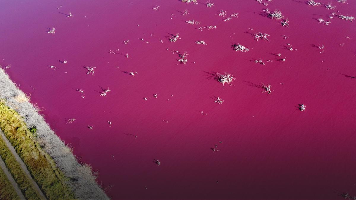 Argentyna: laguna Corfo zmieniła kolor na jasnoróżowy