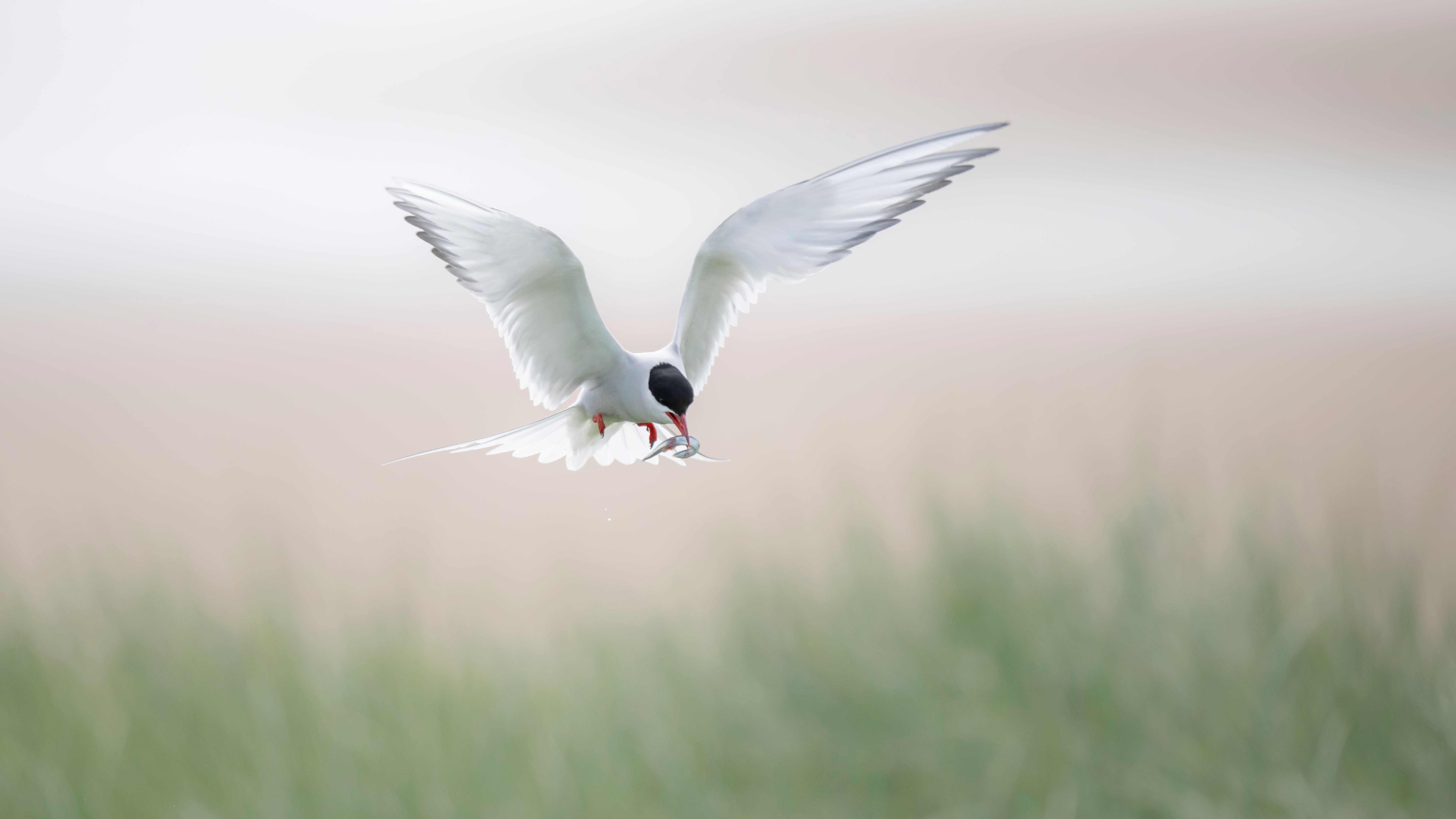 Arctic tern numbers plummet 30% at key UK breeding site