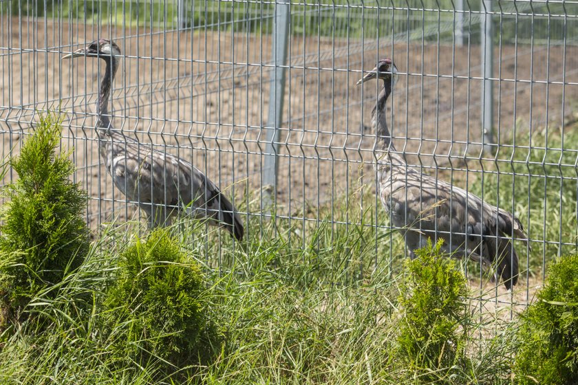 Miał w domu kilkaset zwierząt, w tym tygrysy. Wielka akcja policji pod Śremem