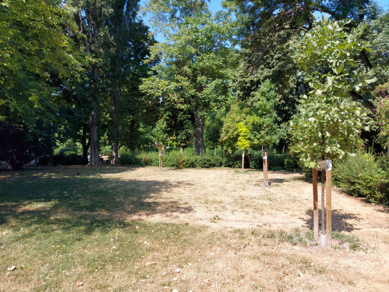Recently planted trees in Városmajor.