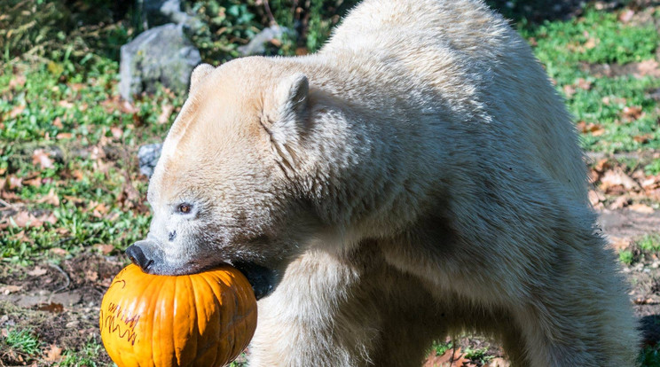 A jegesmedve nem teketóriázott, szinte egy falásra bekapta a tököt /Fotó: Nyíregyházi Állatpark