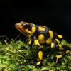 Harlekin žaba
