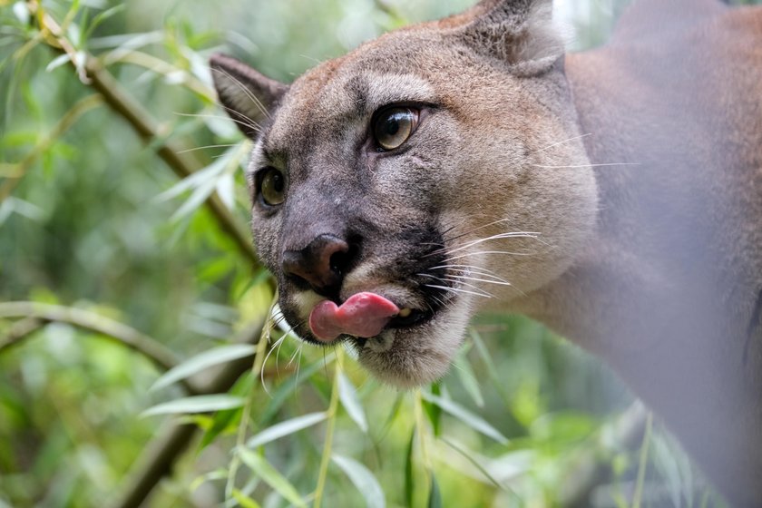 Tłumy w zoo