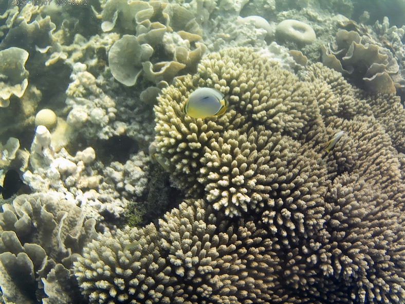 Tym razem proces blaknięcia raf koralowych może okazać się nieodwracalny