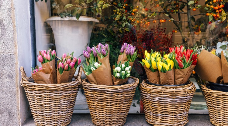 Gyönyörű tulipánok díszítik a várost Fotó: Getty Images