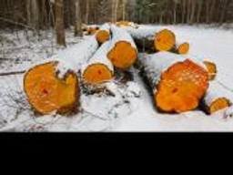 Sąd uniewinnił uczestników protestu przeciwko wycince w Puszczy Białowieskiej