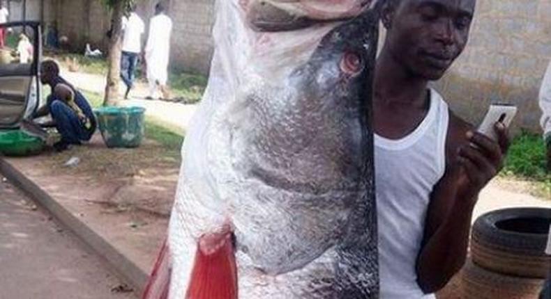 Fish ‘taller’ than man sparks social media frenzy