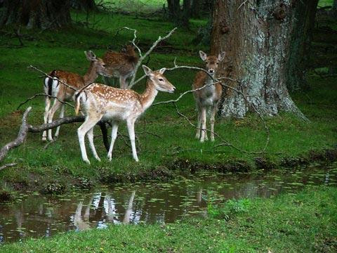 Galeria Argentyna - Delta rzek Parany i Urugwaju, fauna, obrazek 27