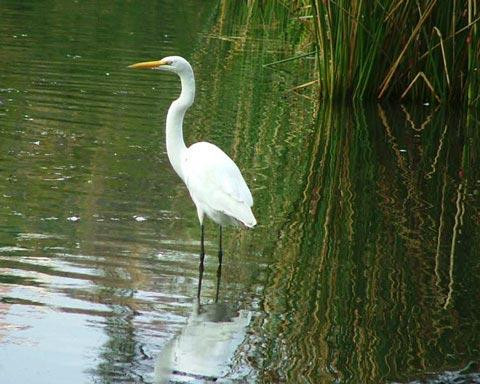 Galeria Argentyna - Delta rzek Parany i Urugwaju, fauna, obrazek 47