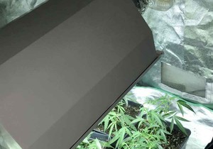 Otkrivena laboratorija marihuane na Zvezdari