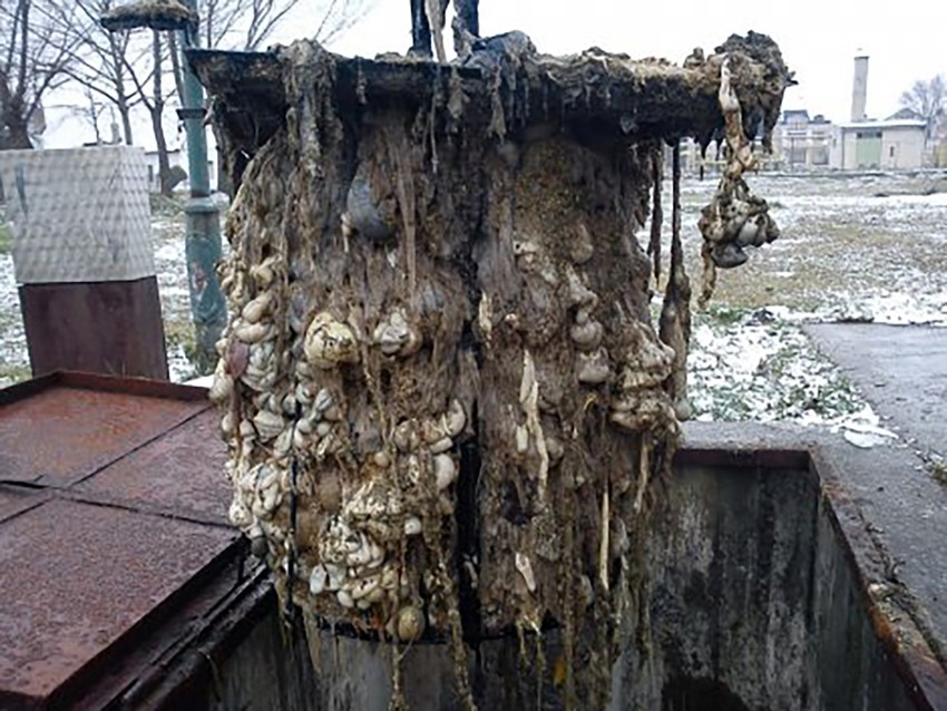 Prizori koje ne može svako da podnese