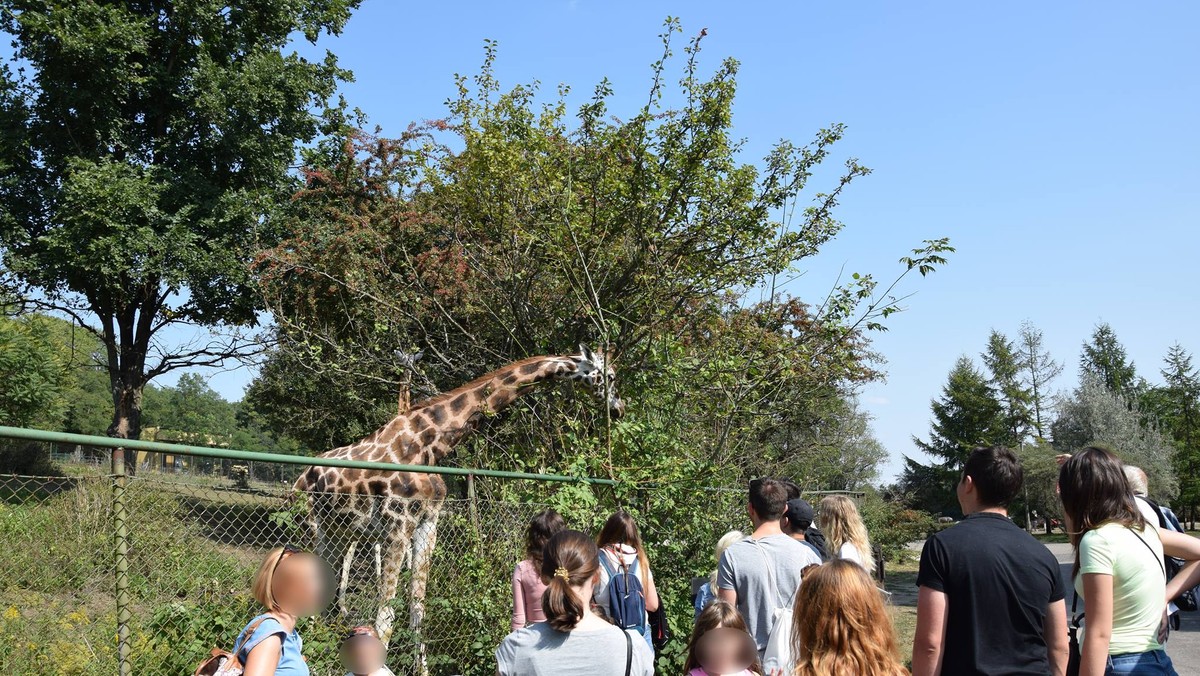 Poznań: śmierć żyrafy w ZOO