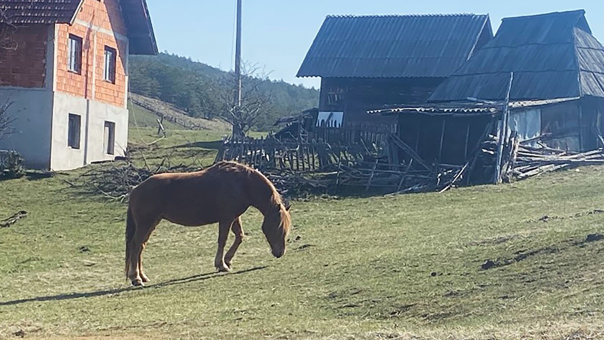 ZAVRŠIO FAKULTET, PA OTIŠAO DA ČUVA KRAVE Luka sam brine o imanju kod Zlatibora: 