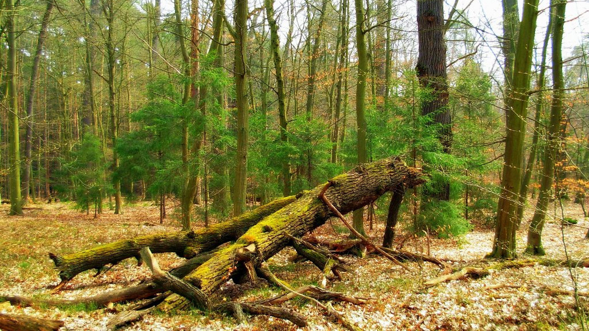 91% Polaków organizuje swój urlop samodzielnie, a jedynie co dziesiąta osoba odpoczywa w ramach wyjazdu zorganizowanego – wynika z badań „Turyści a natura 2000”. Co więcej blisko 63% osób wybiera miejsce ze względu na piękną przyrodę oraz walory przyrodnicze, a prawie połowa kieruje się ciszą i spokojem okolicy. Zarówno kobiety, jak i mężczyźni szukają ciekawej rozrywki, którą może im zaoferować dane miejsce. W ten trend wpisuje się podróżowanie z questingiem, który idealnie sprawdza się na terenach „Natura 2000”.