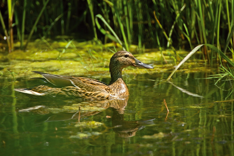 Park Krajobrazowy Kopački Rit w Chorwacji