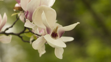 W Cieszynie zakwitły magnolie - jeden z symboli miasta