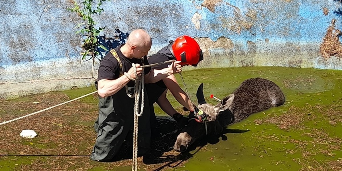 Ratownicy ruszyli na pomoc łosiowi. 