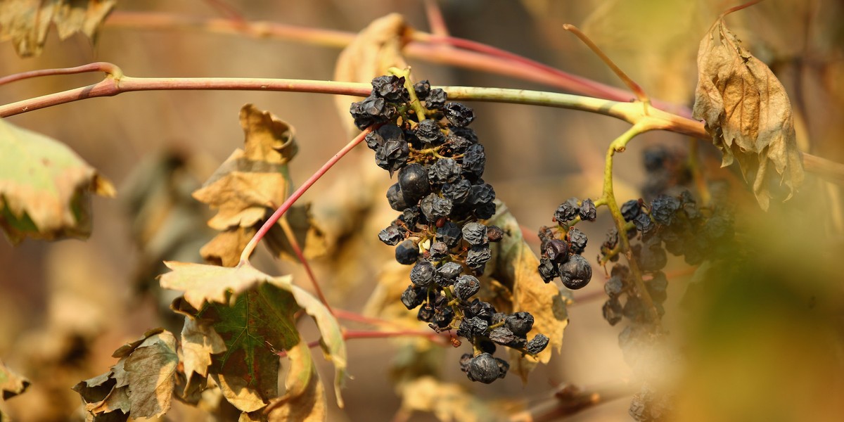 Before-and-after photos show how California's wineries have been devastated by fires