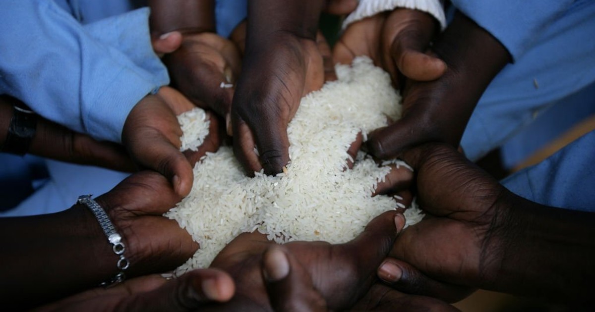 Rice production in Kenya is set to increase to 90,000 metric tons, a 12