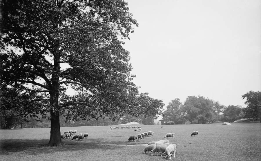 Pasące się stado owiec w Central Parku (1906 r.)