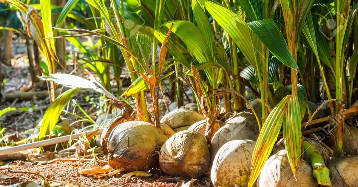 Coconut farmers in Ghana complain about diversion of free seedlings
