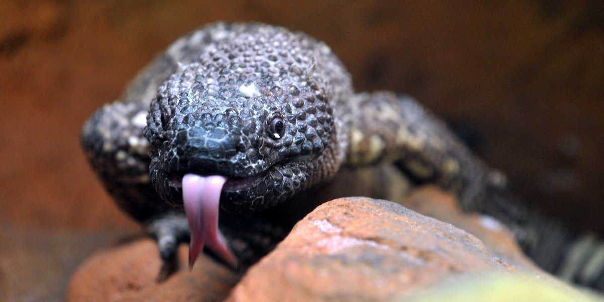 Nowi mieszkańcy Łódzkiego zoo